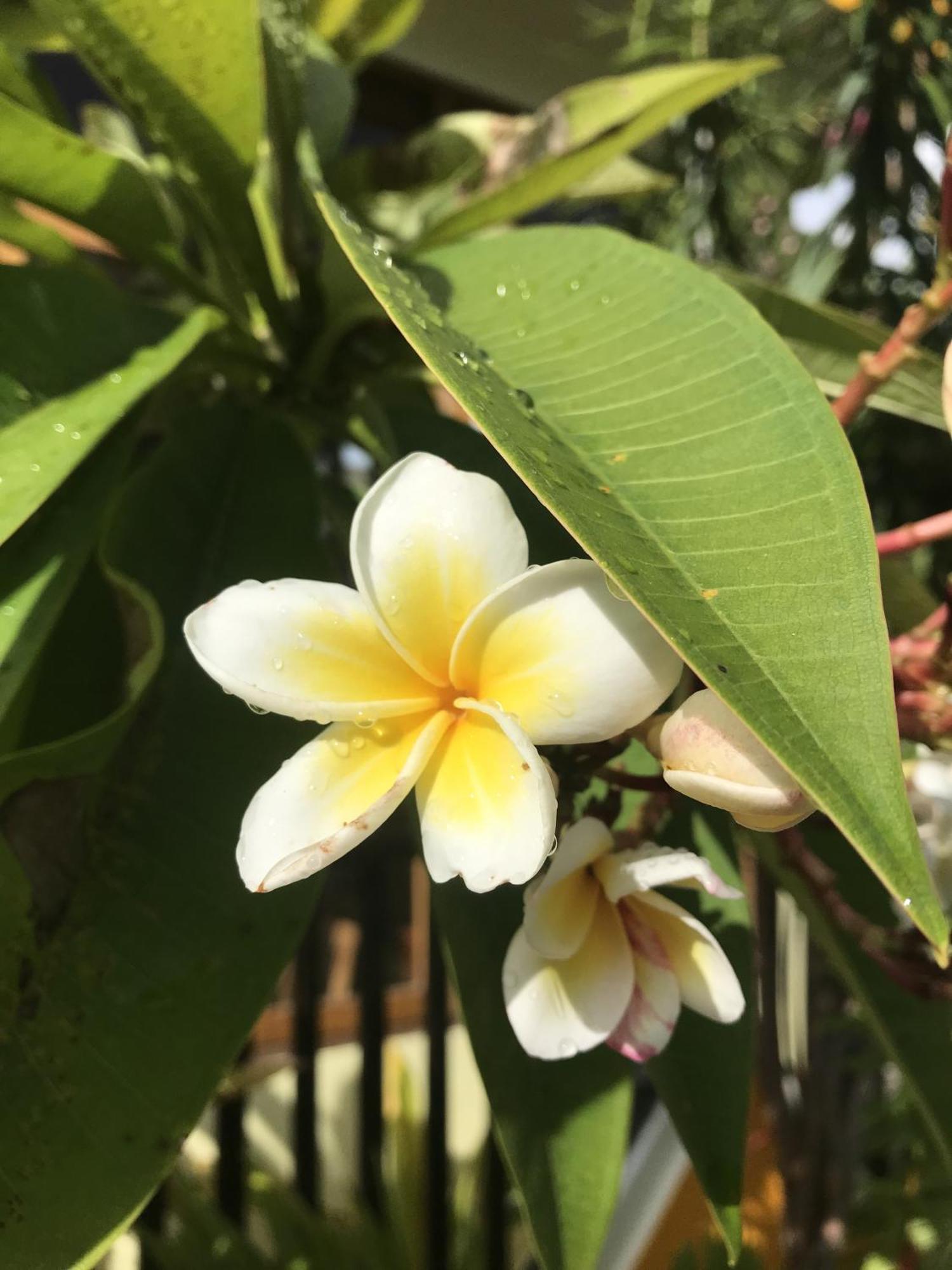 Kamadhoo Inn Eksteriør bilde