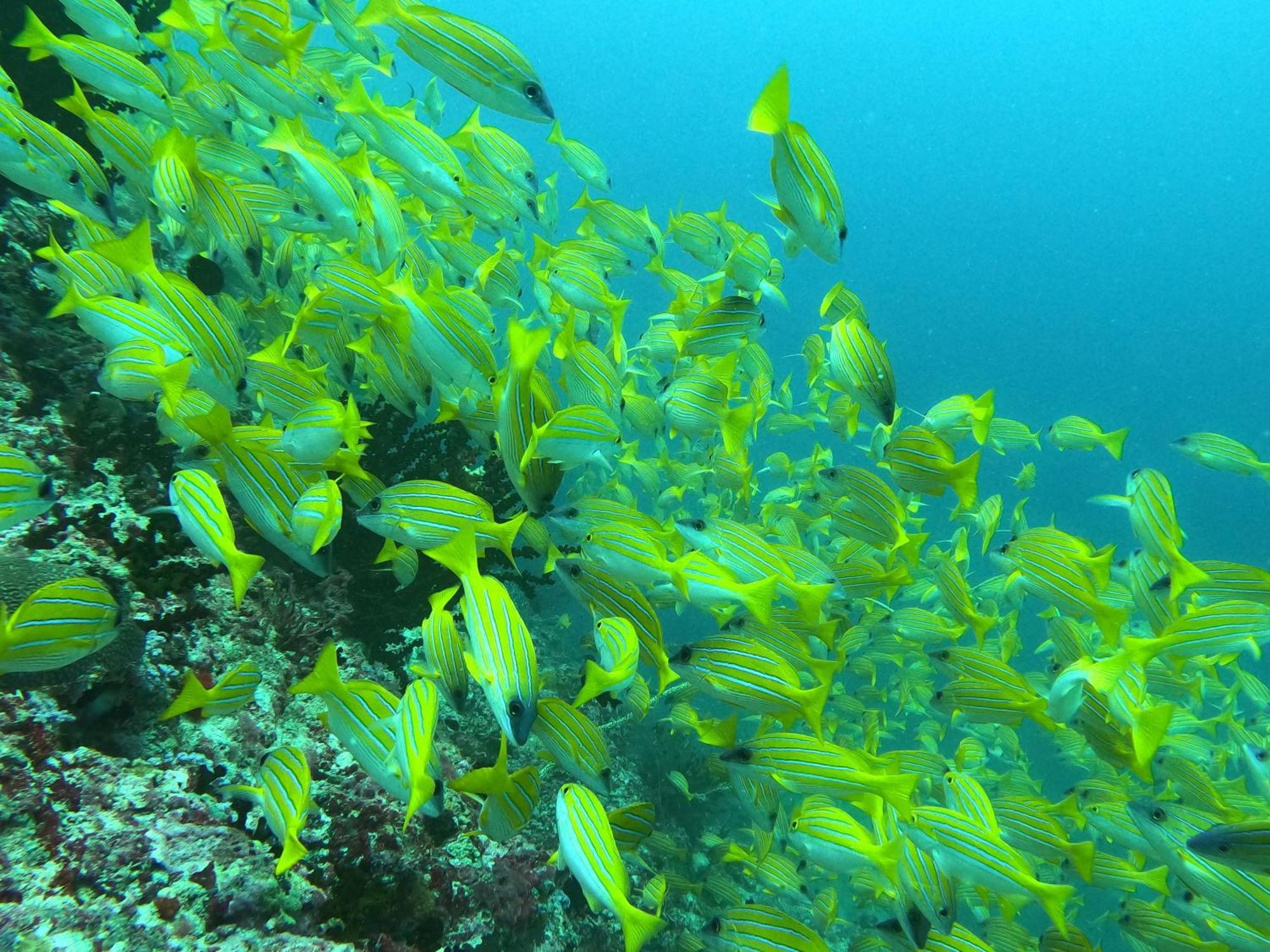 Kamadhoo Inn Eksteriør bilde