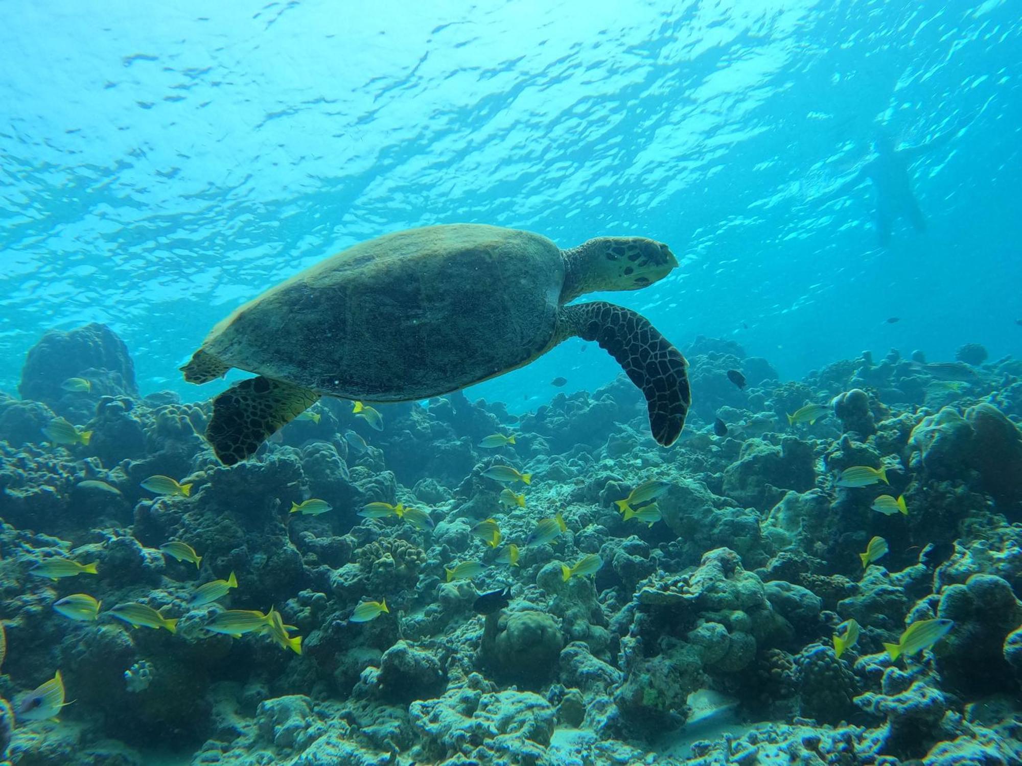 Kamadhoo Inn Eksteriør bilde
